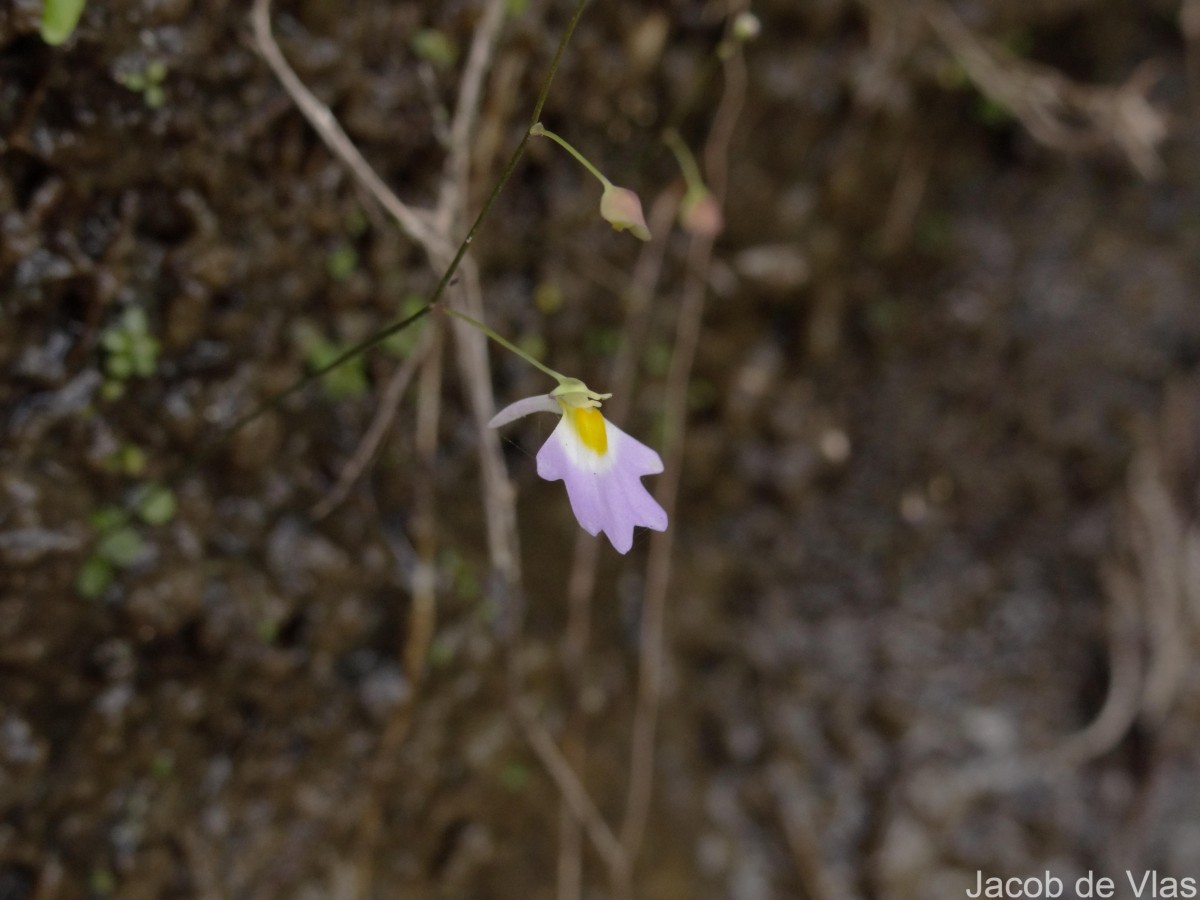 Utricularia striatula Sm.